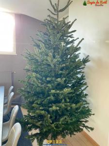 20-12-2019 07:41 - sapin nordmann belge livraison de sapin Evere