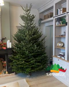 23-11-2021 12:32 - sapin nordmann belge livraison de sapin Evere