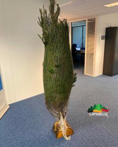 30-11-2021 22:54 - sapin nordmann belge livraison de sapin Evere