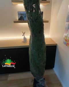 30-11-2021 22:54 - sapin nordmann belge livraison de sapin Evere