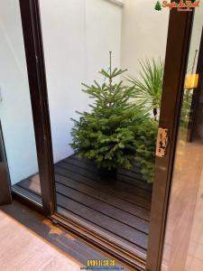 26-11-2019 16:07 - sapin nordmann belge livraison de sapin Evere