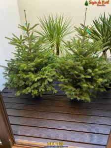 26-11-2019 16:07 - sapin nordmann belge livraison de sapin Evere