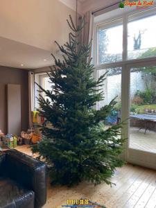 15-12-2019 09:05 - sapin nordmann belge livraison de sapin Forest