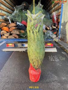 15-12-2019 09:05 - sapin nordmann belge livraison de sapin Forest