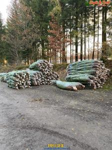 26-11-2019 16:07 - sapin nordmann belge livraison de sapin Forest