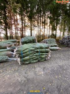 26-11-2019 16:07 - sapin nordmann belge livraison de sapin Forest