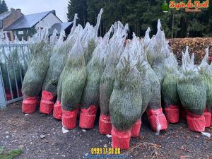 26-11-2019 16:07 - sapin nordmann belge livraison de sapin Forest