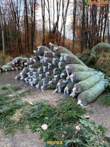 26-11-2019 16:07 - sapin nordmann belge livraison de sapin Forest