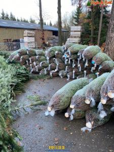 26-11-2019 16:07 - sapin nordmann belge livraison de sapin Forest