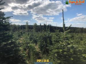 26-11-2019 16:07 - sapin nordmann belge livraison de sapin Forest