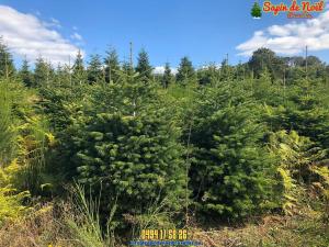 26-11-2019 16:07 - sapin nordmann belge livraison de sapin Forest