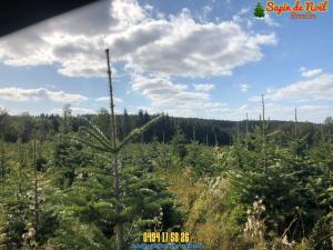 26-11-2019 16:07 - sapin nordmann belge livraison de sapin Forest