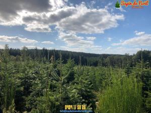 26-11-2019 16:07 - sapin nordmann belge livraison de sapin Forest