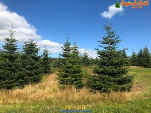 26-11-2019 16:07 - sapin nordmann belge livraison de sapin Forest