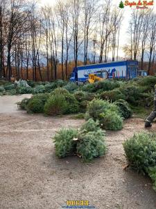 26-11-2019 16:07 - sapin nordmann belge livraison de sapin Houtain-Le-Val