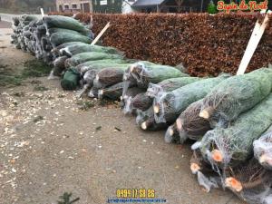 26-11-2019 21:58 - sapin nordmann belge livraison de sapin Houtain-Le-Val