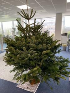 03-12-2019 12:09 - sapin nordmann belge livraison de sapin Houtain-Le-Val