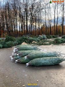 26-11-2019 16:07 - sapin nordmann belge livraison de sapin Houtain-Le-Val