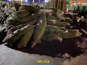 16-12-2019 09:42 - sapin nordmann belge livraison de sapin Houtain-Le-Val