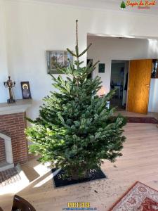 20-12-2019 07:40 - sapin nordmann belge livraison de sapin Houtain-Le-Val