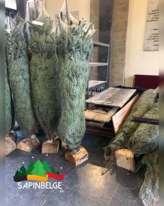 21-11-2021 19:08 - sapin nordmann belge livraison de sapin Ixelles