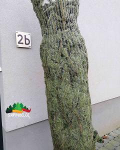 28-11-2021 13:19 - sapin nordmann belge livraison de sapin Lillois-Witterzee