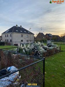 26-11-2019 16:07 - sapin nordmann belge livraison de sapin Lillois-Witterzee