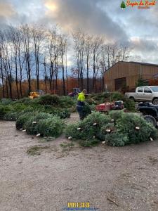 26-11-2019 16:07 - sapin nordmann belge livraison de sapin Limelette