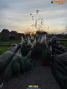 26-11-2019 16:07 - sapin nordmann belge livraison de sapin Molenbeek-St-Jean