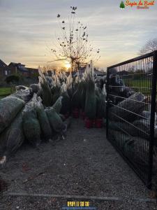 26-11-2019 16:07 - sapin nordmann belge livraison de sapin Molenbeek-St-Jean