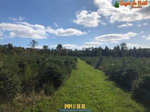 26-11-2019 16:07 - sapin nordmann belge livraison de sapin Nivelles