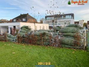 26-11-2019 16:07 - sapin nordmann belge livraison de sapin Nivelles