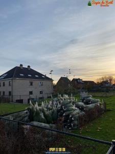 26-11-2019 16:07 - sapin nordmann belge livraison de sapin Roux-Miroir