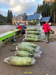 26-11-2019 16:07 - sapin nordmann belge livraison de sapin Vieux-Genappe