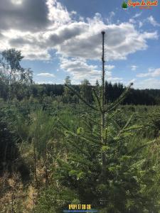 26-11-2019 16:07 - sapin nordmann belge livraison de sapin Vieux-Genappe